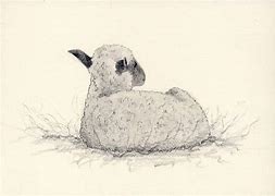 Image result for Drawing of Lamb