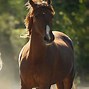 Image result for Light Brown Horse Stallion