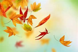 Image result for Windy Leaves