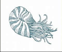 Image result for Pencil Drawings of Sea Animals