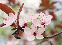 Image result for Cherry Blossom Flower