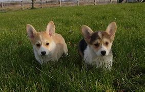 Image result for Corgi Puppy