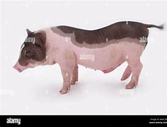 Image result for Swine Side View Pic