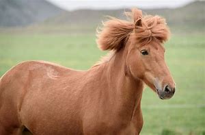 Image result for Horse Mane Hairstyles