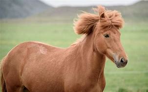 Image result for Horse Mane Haircut