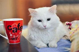 Image result for Cat Drinking Tea