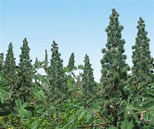 Image result for Smoking a Castor Plant