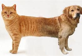 Image result for Real Cat Pet