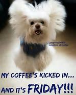 Image result for Happy Friday Cute Animals