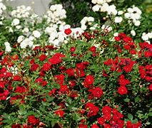 Image result for Itali Roses