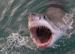 Image result for Dangerous Sea Life