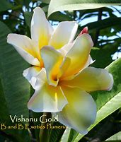 Image result for Vishnu Gold Plumeria