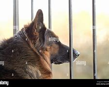 Image result for Sad German Shepherd