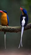 Image result for Paradise Kingfisher