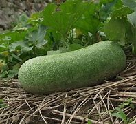 Image result for Winter Melon Snack