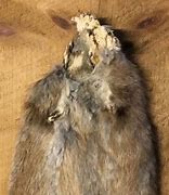 Image result for Muskrat Pelt