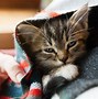 Image result for Sick Cat with Feline Leukemia