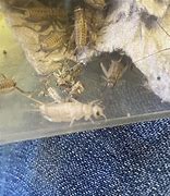 Image result for Albino Cricket