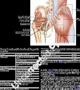 Image result for Buttock Nerves