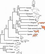 Image result for Reptile Phylogenetic Tree