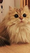 Image result for Fluffy Kitty Cats