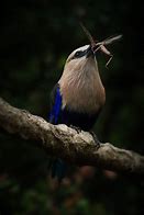 Image result for Blue-Bellied Roller