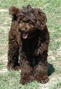 Image result for Labradoodle