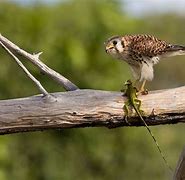 Image result for American Kestrel Hunt