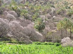 Image result for People in Oman