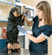 Image result for Working Animal