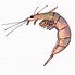 Image result for Krill Clip Art