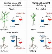 Image result for Auxin Cytokinin Soybean Nodule