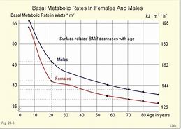 Image result for Average Basal Metabolic Rate