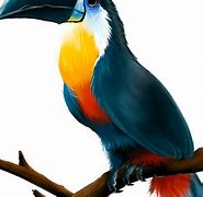 Image result for Chim Toucan