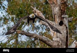 Image result for Bald Eagle Bird Flying