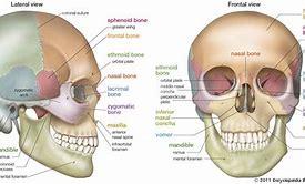 Image result for Human Head Anatomy