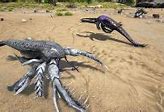 Image result for Eurypterid Ark Survival Evolved