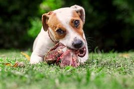 Image result for Dog Meat