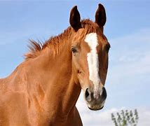 Image result for Light Brown Horse Stallion