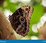 Image result for Blue Morpho Butterfly Wings Closed