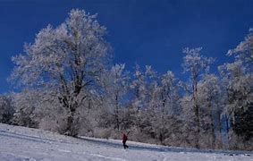 Image result for Hoarfrost On Trees