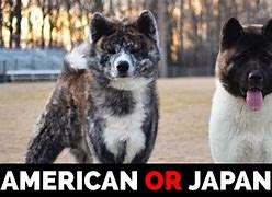 Image result for Black Akita Puppies