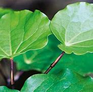 Image result for Kawakawa Tree