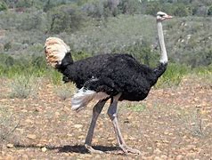 Image result for Bald Ostrich