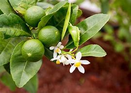 Image result for Key Lime Tree Thorns