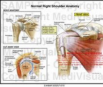 Image result for Shoulder Muscular Anatomy