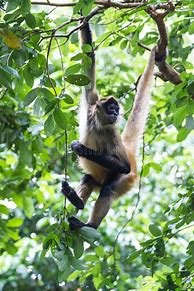 Image result for Black Spider Monkey Hanging From Tree