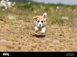 Image result for Corgi Puppies Running