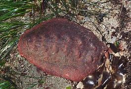 Image result for Chiton Wetlands