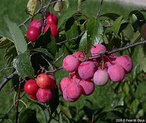 Image result for American Wild Plum Tree